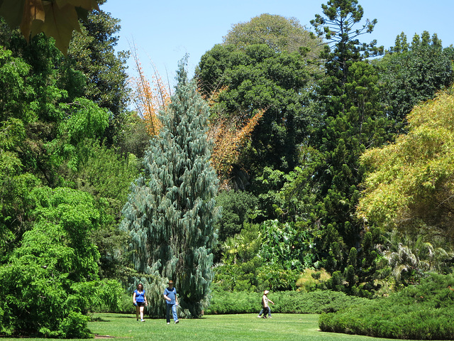 Huntington Gardens (0235)