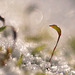 frosty moss