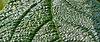 Leaf 2