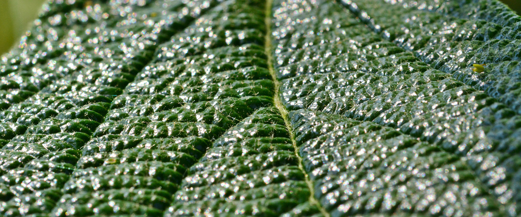 Leaf 2