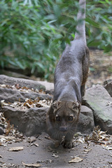 Fossa in Bewegung (Zoo Heidelberg)