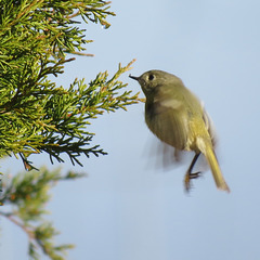 Ruby-crowned kinglet