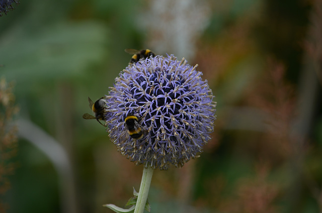 Powerscourt Gardens, Three Bumblebees on One Flower