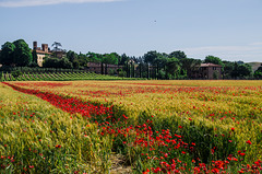 Pasillo de amapolas