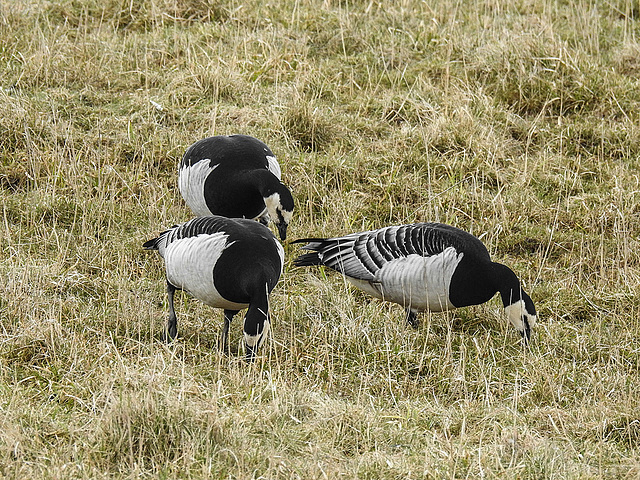 20180403 3437CPw [D~AUR] Weißwangengans (Branta leucopsis), Leybucht, Greetsiel