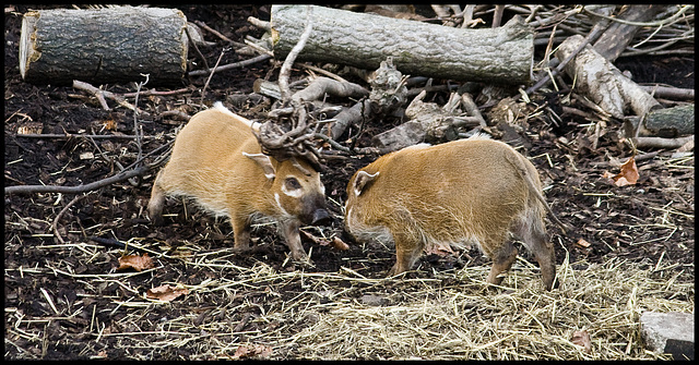 Hog babies play-fighting (1)