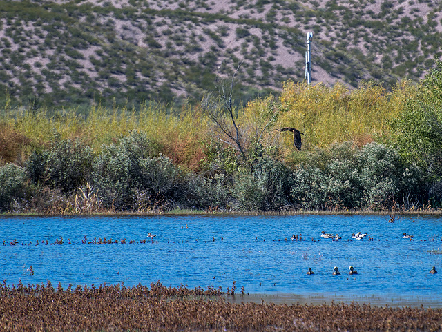 Bosque del Apache