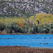 Bosque del Apache