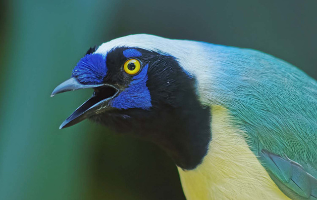 Green Jay (4)