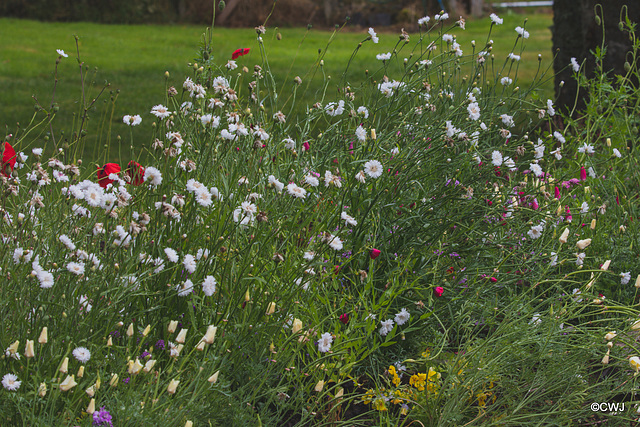 Summer Flowers Summer Flowers