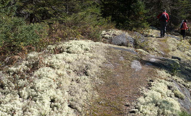 Mossy trail