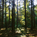 Forest spring sunlight (4 x PiPs)