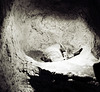 Tiergarten Straubing, Film