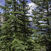 Peyto Lake (© Buelipix)