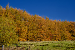 Autumn trees at Blackshaw Clough