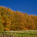 Autumn trees at Blackshaw Clough