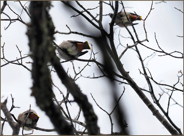 Waxwing arses