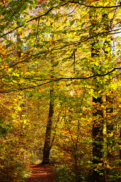 Schmaler Weg zum Adlershorst