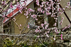 DSC00719 2