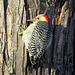 Our insect patrol, a Red-bellied Woodpecker