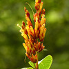 Tropical plant, Asa Wright, Trinidad