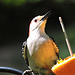 Red-bellied Woodpecker