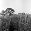 Wheat field