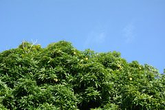 Polynésie Française, Maupiti Atoll, Mango Tree with Fruits