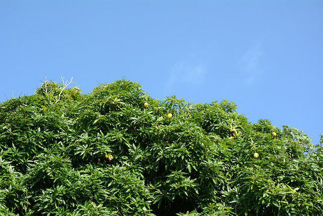 Polynésie Française, Maupiti Atoll, Mango Tree with Fruits Polynésie Française, Maupiti Atoll, Mango Tree with Fruits