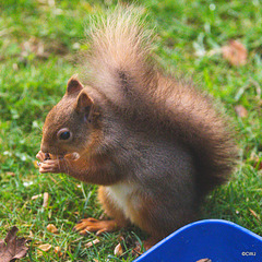 Red Squirrel