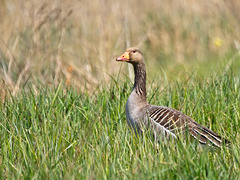 Goose in the Rough