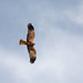 Marsh harrier