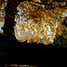 Manor Park Autumn