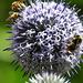 20230716 2204CP~V [D~LIP] Kugeldistel, Steinhummel (Bombus lapidarius), Gelbbindige Furchenbiene (Halictus skabiosae), Honigbiene, Bad Salzuflen