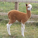 hpc[25] - Alpacas {4 of 5}  This is Floyd