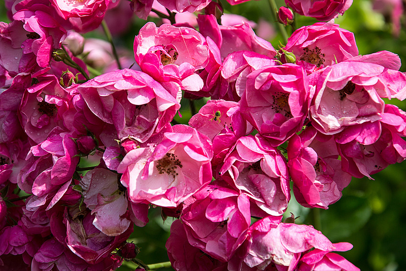 20150703 8400VRAw [D~RI] Rose, Rinteln