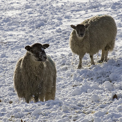 Snow Sheep