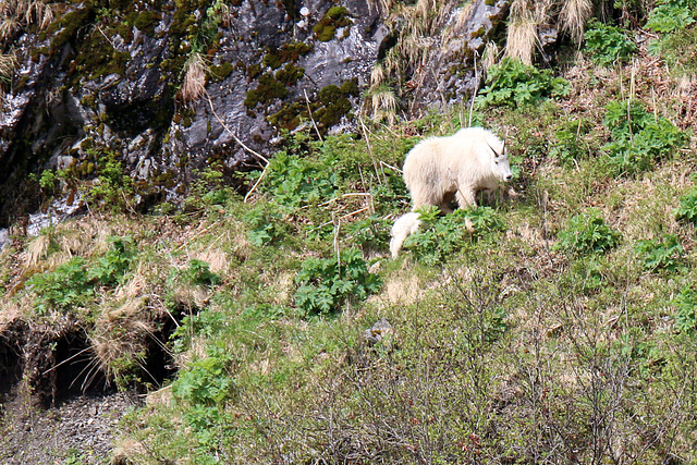 Mountain goat 2