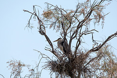 20150518 7941VRTw [R~F] Graureiher (Ardea cinerea), Parc Ornithologique, Camargue