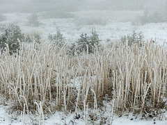 Winter wonderland on Plateau Mountain