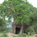 Tarangire, The Baobab with a Hollow