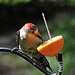 Red-bellied Woodpecker