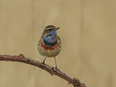 20180403 3438CPw [D~AUR] Blaukehlchen (Luscinia svecia), Leybucht, Greetsiel