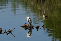 héron et couple de grèbes