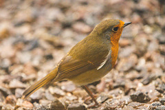 The Young Orchard Robin