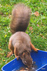 Red Squirrel