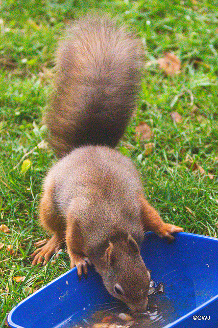 Red Squirrel
