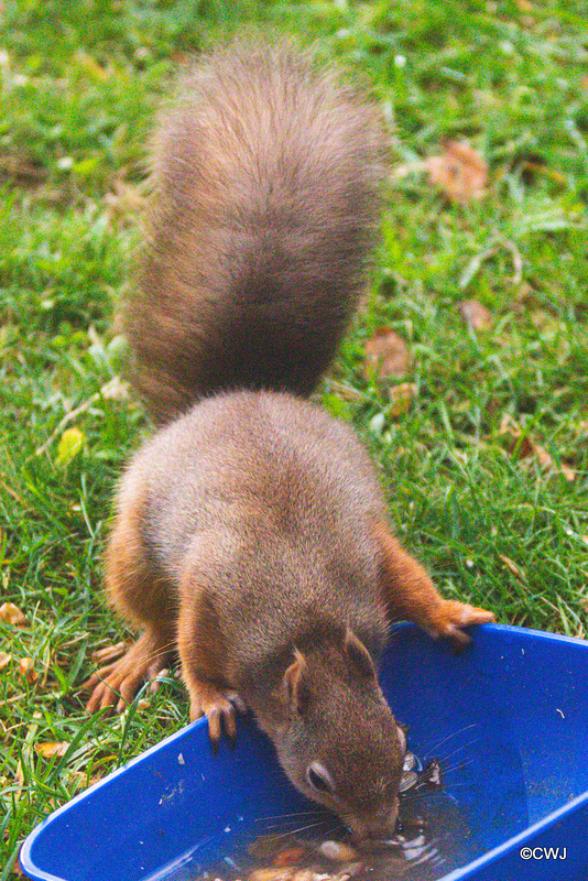 Red Squirrel