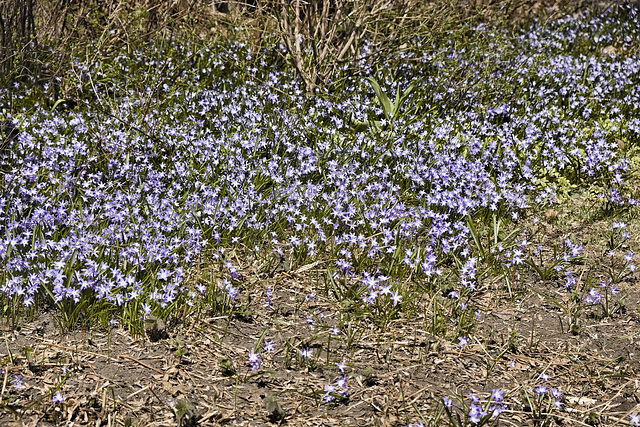 Spring Has Sprung  #2 – Outremont Borough, Montréal, Québec, Canada