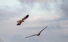 Marsh harriers